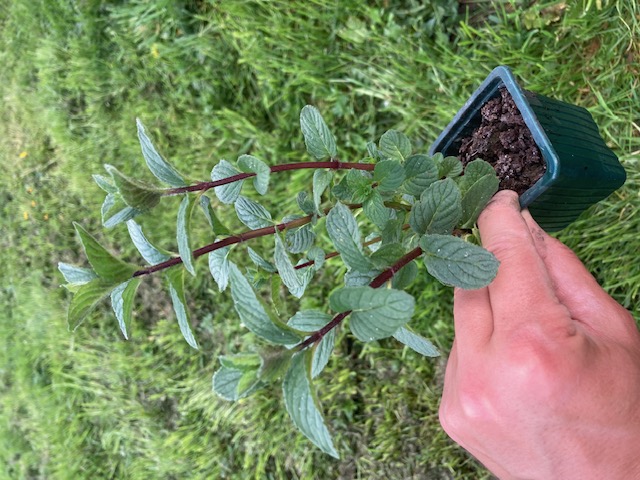 Plant de Menthe (Verte, Poivrée ou Suisse)