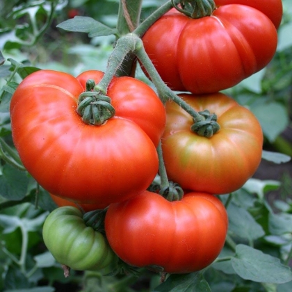 Plants de tomate ancienne