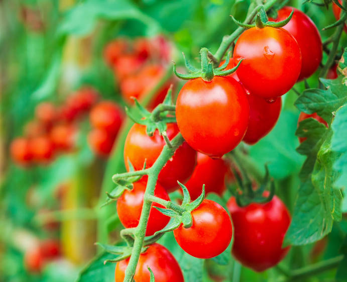 Plants de tomate cerise