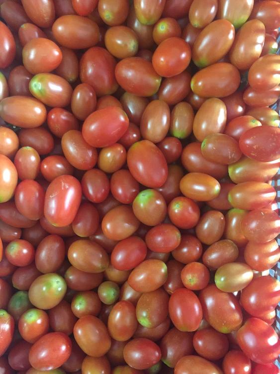 Barquette tomates cerises mélangées