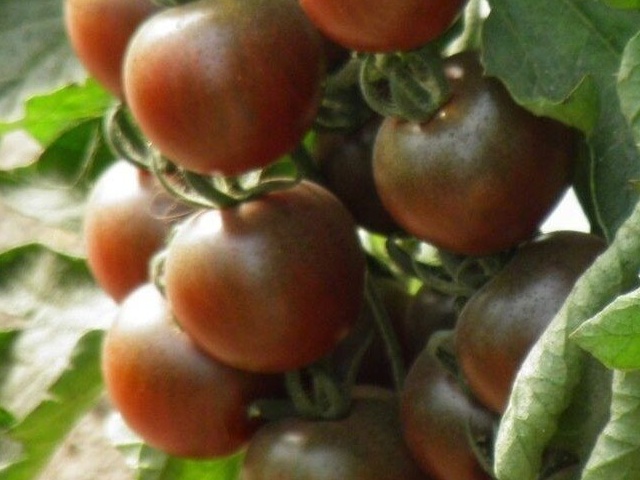 Plant  Tomate Black Cherry