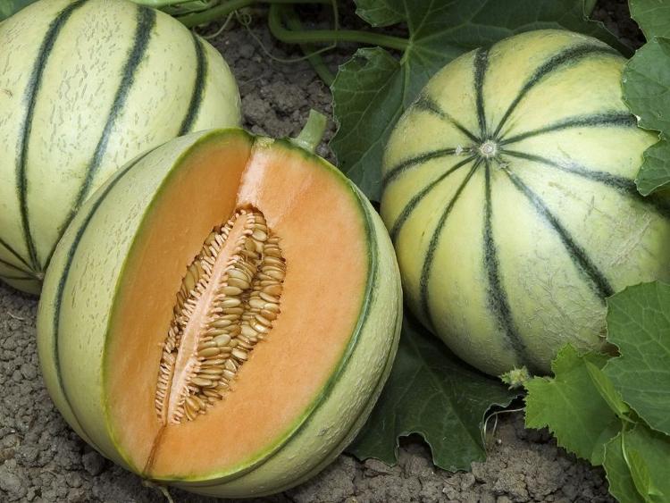 Plant Melon Sivan (type charentais)