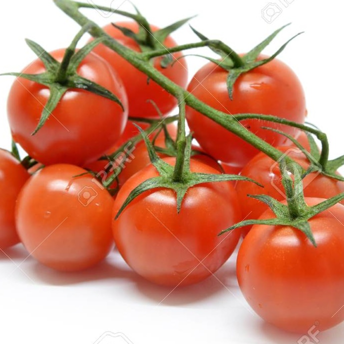Plant Tomate Ambrosia