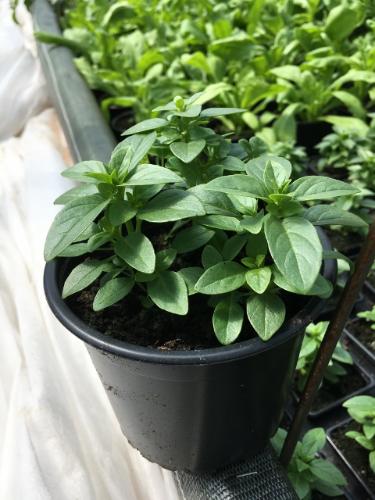 Plant basilic grec pot 1l