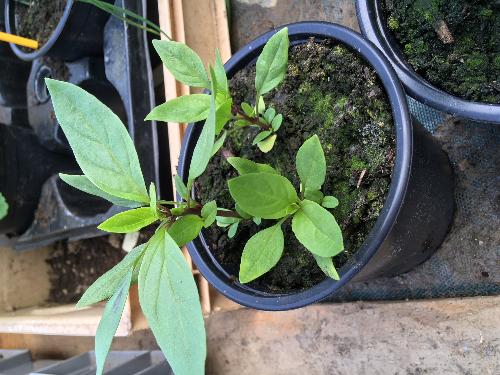 Plant basilic thaï pot 1l