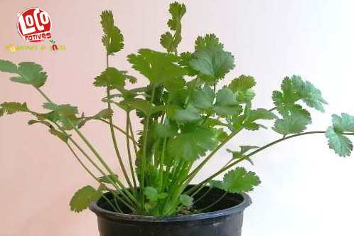 Plant Coriandre (petit pot)