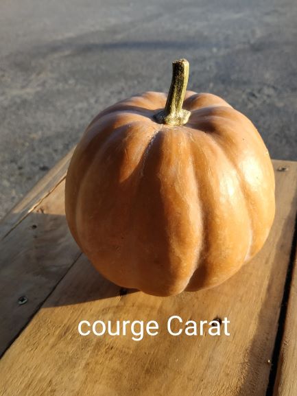 Courge 'Carat' (mini muscade de provence)