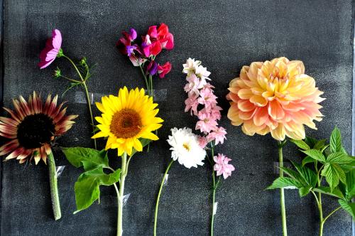 Bouquet de fleurs (Dalhia,  delphiniums, cosmos doubles, ammis, statices, scabieuses, zinnias))