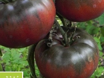 Plant Tomate Black from Tula