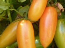 Plant  Tomate Blush