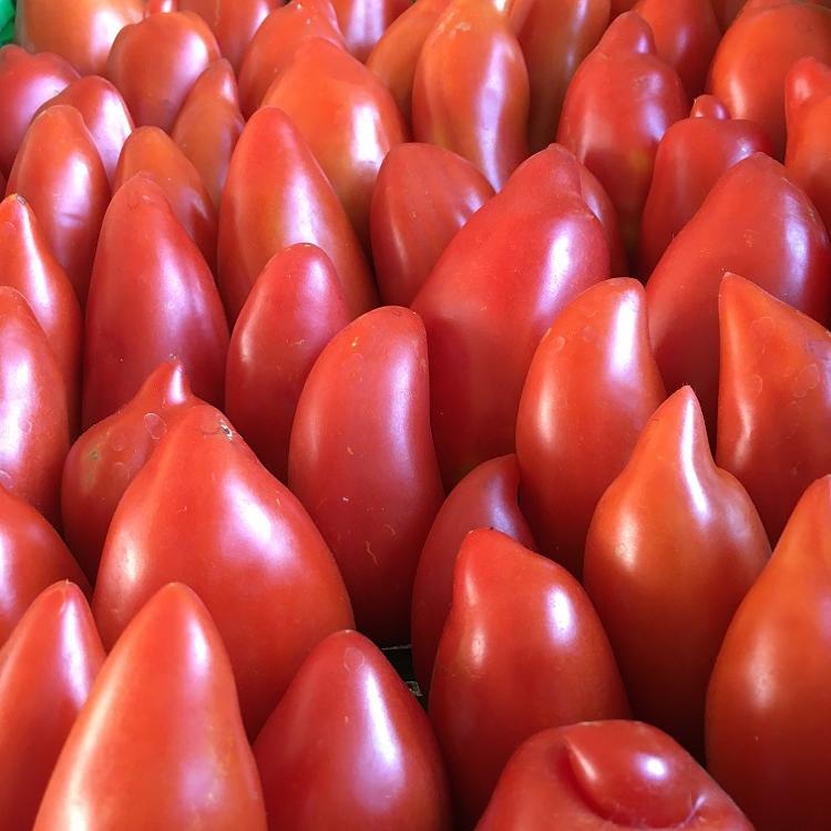 Tomate variété ancienne