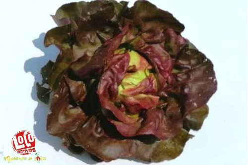 Salade laitue pommée rouge