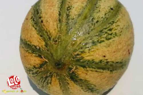 Melon charentais calibre moyen