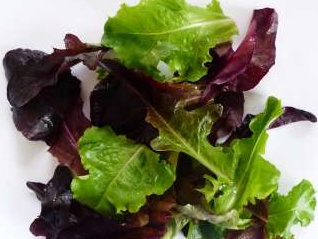 Plant Salade par 12 (mélange de variété)
