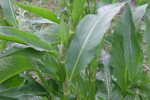 Plant d'Oseille-épinard