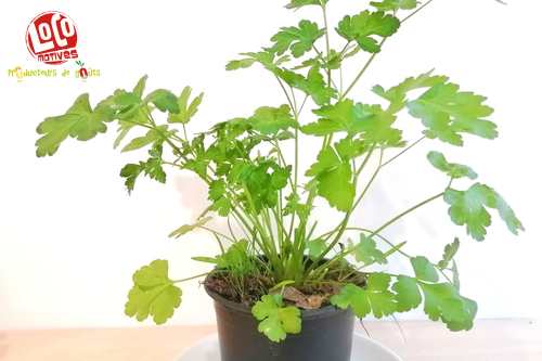 Plant Persil (petit pot)