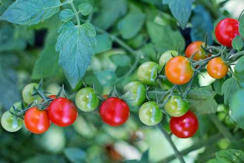 Plant Tomate cerise Black Cherry