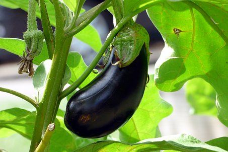 Plant aubergine (motte)