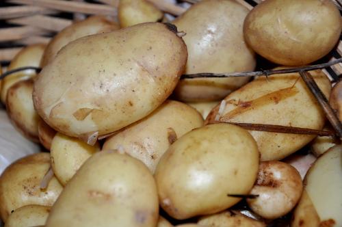 Pommes de terre  "Bindje"