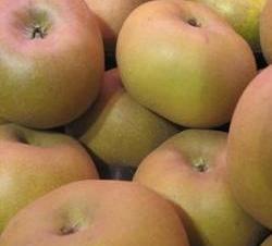 Pommes 'Canada gris' - 2kg