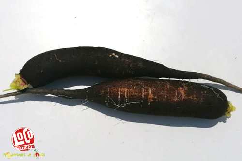 Radis noir long