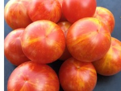 Plant  Tomate Jan's