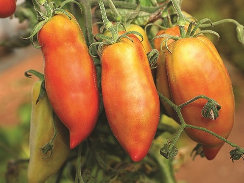 Plant Tomate Andine Cornue