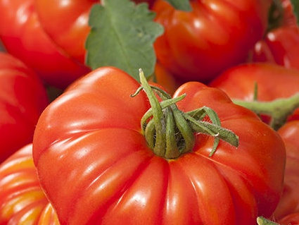 Plant Tomate Marmande