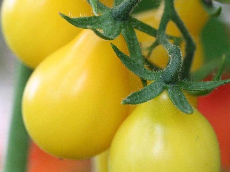 Plant  Tomate Yellow Pearshaped