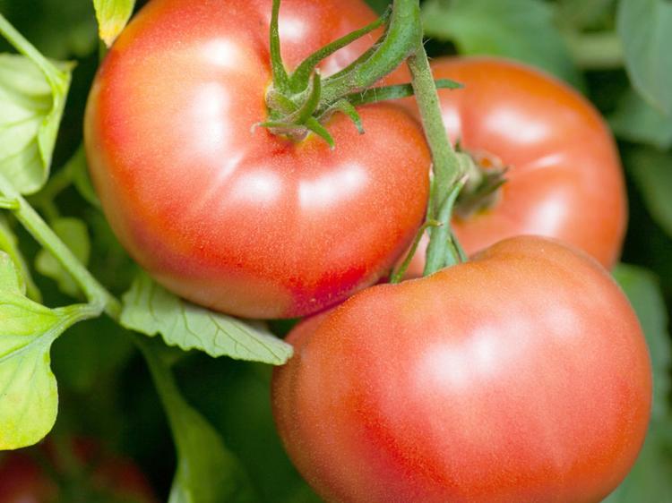 Plant Tomate "Reine de hâtive"