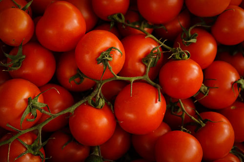 Tomate ronde classique (les dernières!)