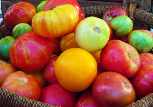 Tomate variétés anciennes mélange selon récolte