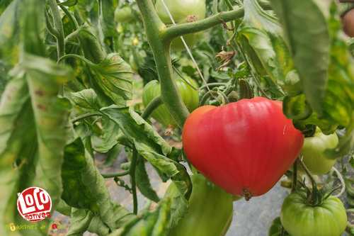 Tomates variétés anciennes - 1kg