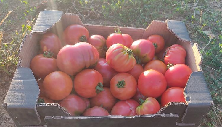 Caisse tomates toutes variétés 8kg Promo! 3€kg