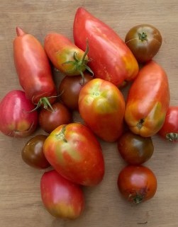 Tomates anciennes en mélange (andine cornue, noire de crimée, coeur de boeuf)