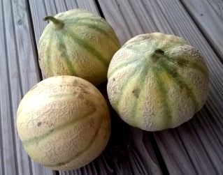 Melon - gros (1.3kg à 1.7kg)