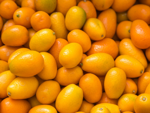 Kumquat de Sicile