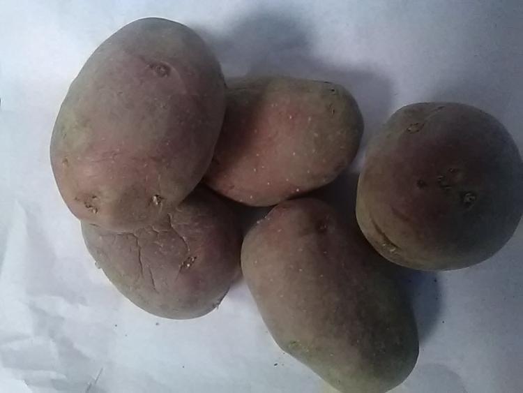 Pomme de terre mona lisa  / potato