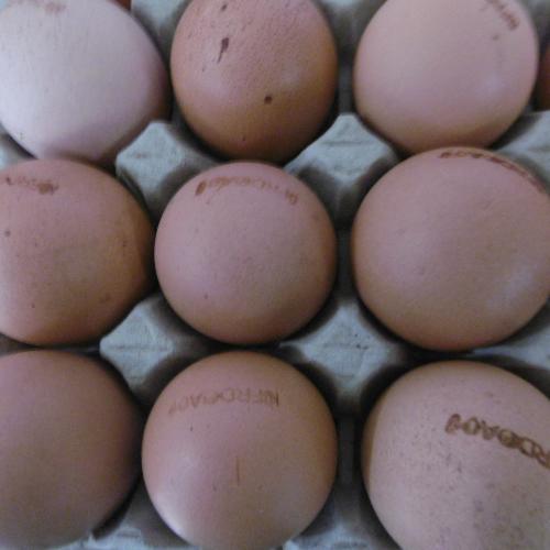 Oeufs x6 / Eggs x6