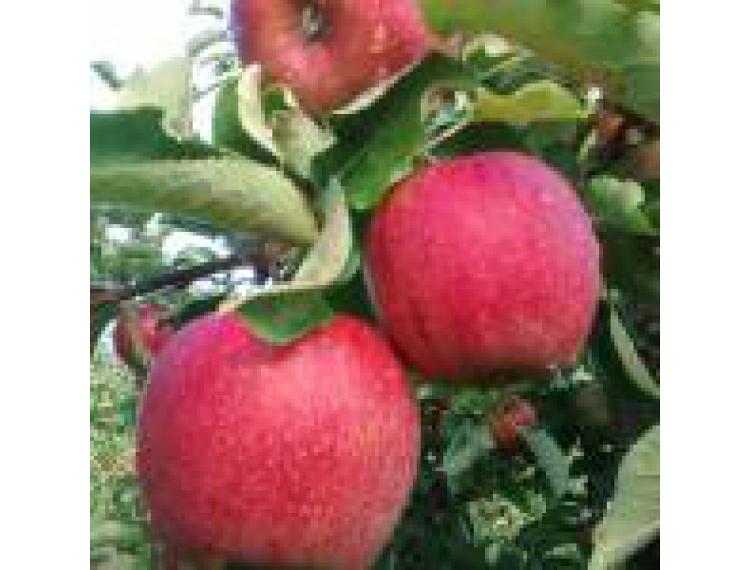 Pommes Jonagored (le kg)