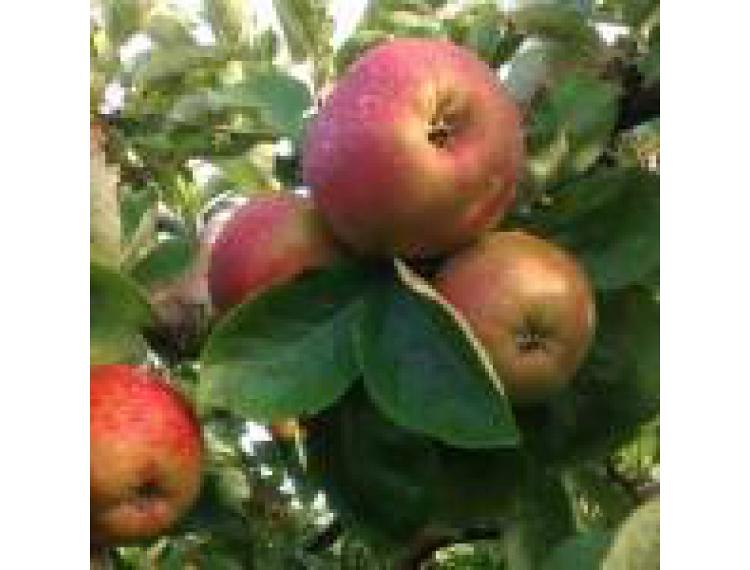 Pommes BOSKOOP (le kg)