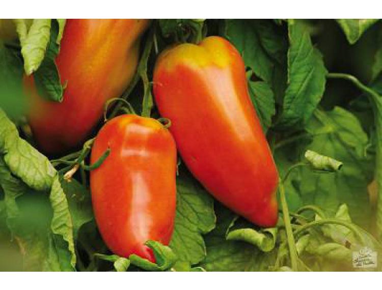Tomates cornue andine (le kg)