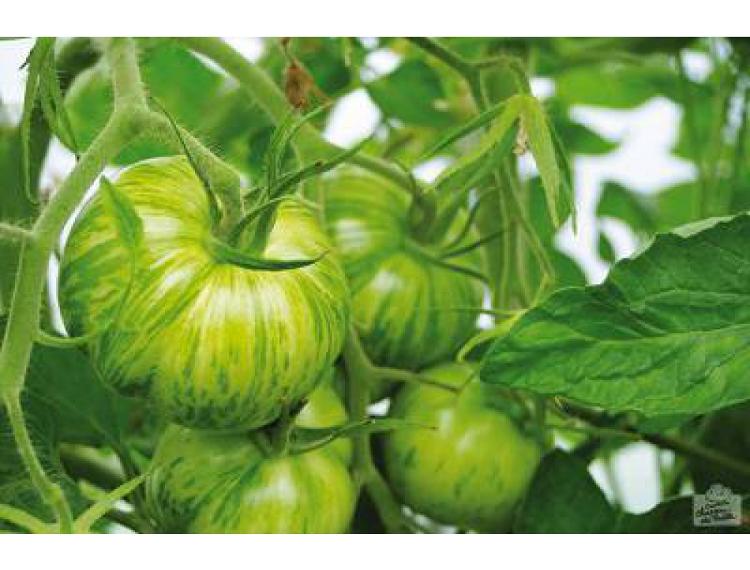 Tomates "GREEN ZEBRA" (le kg)