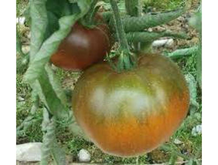 Tomates "KAKAO" (le kg)