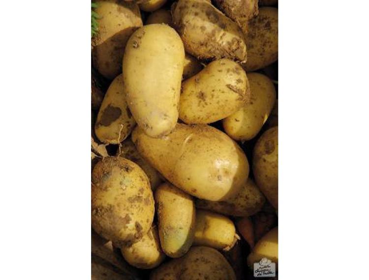 Pommes de terre (1 kg)