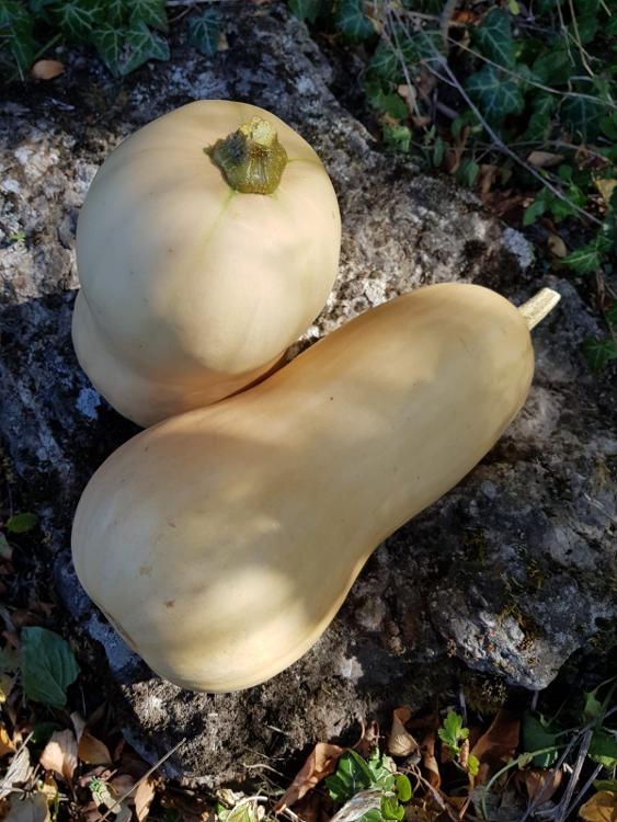Courge Butternuts * 3caisses