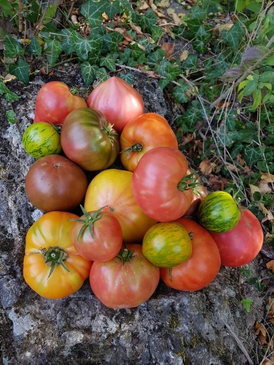 Tomate Ancienne Assortiment