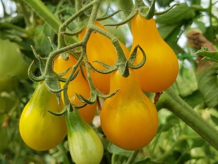 Tomate cerise type poire jaune