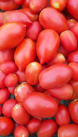 Tomate allongée rouge
