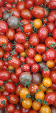 Tomate cerise mélange couleur